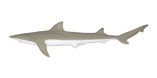 Image result for Paragaleus pectoralis