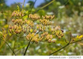 Attēlu rezultāti vaicājumam “Pastinaca sativa”