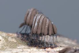 Attēlu rezultāti vaicājumam “Stemonitis axifera spores”