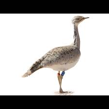 Image result for Chlamydotis macqueenii