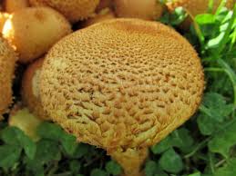 Attēlu rezultāti vaicājumam “Pholiota squarrosa”