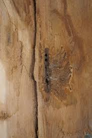 Attēlu rezultāti vaicājumam “Scolytus ratzeburgi”