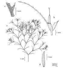 Attēlu rezultāti vaicājumam “Najas minor”