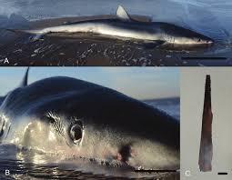 Image result for Prionace glauca