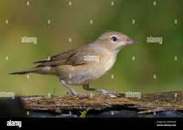 Attēlu rezultāti vaicājumam “Sylvia borin adult”