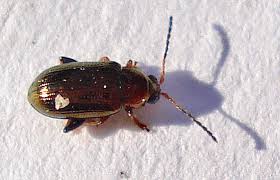 Attēlu rezultāti vaicājumam “Alticinae”