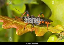 Attēlu rezultāti vaicājumam “Rhynocoris annulatus”