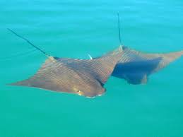 Image result for Rhinoptera brasiliensis