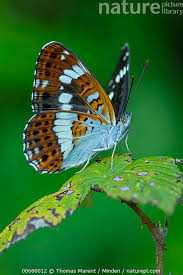 Attēlu rezultāti vaicājumam “Limenitis camilla underside”