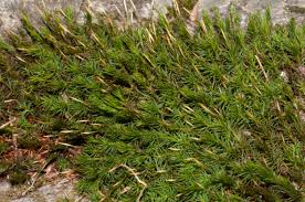 Attēlu rezultāti vaicājumam “Polytrichales”