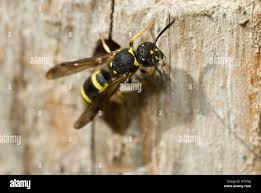 Attēlu rezultāti vaicājumam “Ancistrocerus sp. male”