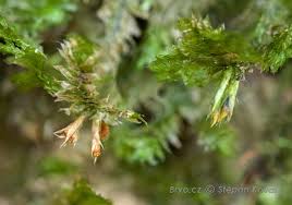 Attēlu rezultāti vaicājumam “Neckera pennata”