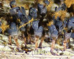 Attēlu rezultāti vaicājumam “Metatrichia floriformis stalked”