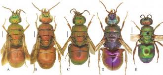 Attēlu rezultāti vaicājumam “Hedychrum sp.”