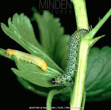 Attēlu rezultāti vaicājumam “Nematus ribesii larva”