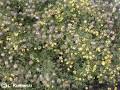KUROWSCY - Clematis tangutica 'Lambton Park' - Powojnik tangucki ...