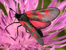 Attēlu rezultāti vaicājumam “Zygaena viciae”