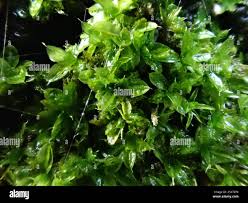 Attēlu rezultāti vaicājumam “Syntrichia papillosa”