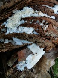 Attēlu rezultāti vaicājumam “Cinereomyces lindbladii”