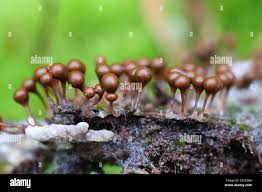 Attēlu rezultāti vaicājumam “Hemitrichia decipiens”