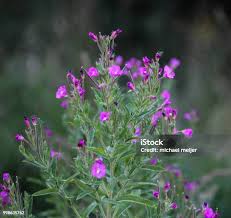 Attēlu rezultāti vaicājumam “Epilobium hirsutum leaf”