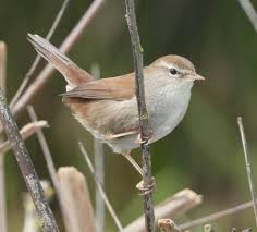 Image result for Cettia cetti