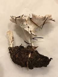 Attēlu rezultāti vaicājumam “Sistotrema confluens”