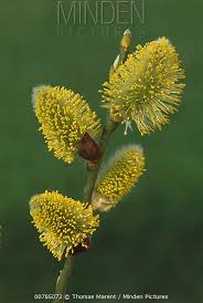 Attēlu rezultāti vaicājumam “Salix caprea male flower”