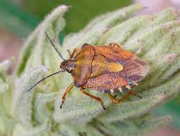 Attēlu rezultāti vaicājumam “Carpocoris purpureipennis”