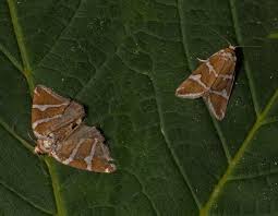 Attēlu rezultāti vaicājumam “Deltote bankiana”