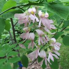 Attēlu rezultāti vaicājumam “Cladrastis kentukea”