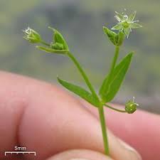 Attēlu rezultāti vaicājumam “Stellaria uliginosa”