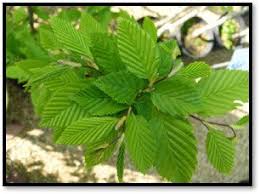 Attēlu rezultāti vaicājumam “Carpinus betulus”