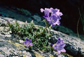 Image result for Campanula lingulata