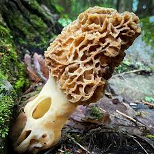 Attēlu rezultāti vaicājumam “Brefeldia maxima spores”