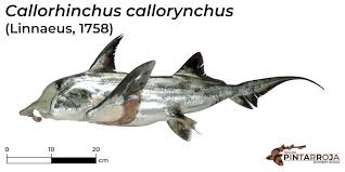 Image result for Callorhinchus capensis