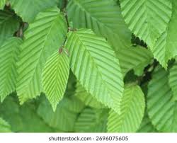 Attēlu rezultāti vaicājumam “Carpinus betulus leaf”