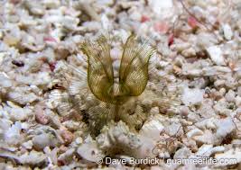 Attēlu rezultāti vaicājumam “Phronia sp.”