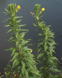 Attēlu rezultāti vaicājumam “Oenothera biennis bud”