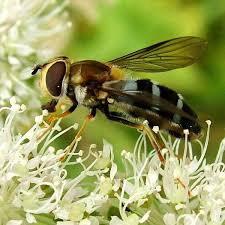 Attēlu rezultāti vaicājumam “Leucozona lucorum”