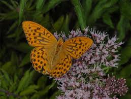 Attēlu rezultāti vaicājumam “Argynnis paphia male”