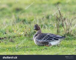 Attēlu rezultāti vaicājumam “Anser serrirostris”