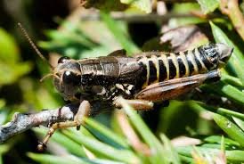 Attēlu rezultāti vaicājumam “Podisma pedestris”