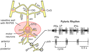 Image result for Cancer borealis