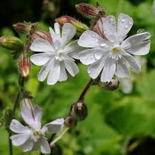 Attēlu rezultāti vaicājumam “Silene dioica leaf”