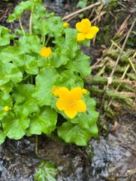 Attēlu rezultāti vaicājumam “Caltha palustris”