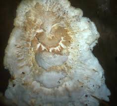 Attēlu rezultāti vaicājumam “Postia rennyi”