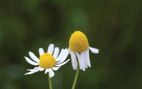 Attēlu rezultāti vaicājumam “Matricaria chamomilla flower”