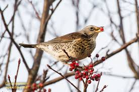 Attēlu rezultāti vaicājumam “Turdus pilaris”