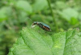 Attēlu rezultāti vaicājumam “Malachidae”